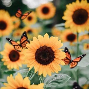 Meet your Posher, Olga